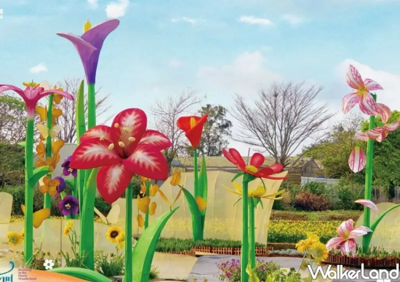 2024桃園彩色海芋/ WalkerLand窩客島整理提供 未經許可不可轉載。