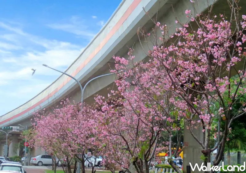 北投櫻花步道/ WalkerLand窩客島整理提供 未經許可不可轉載。