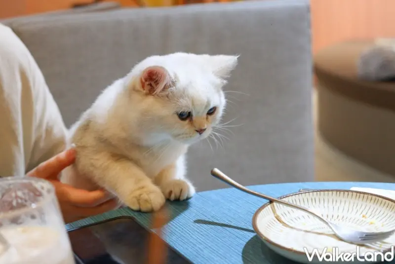 擼LALA Sweets南西店  / WalkerLand窩客島整理提供 未經許可，不得轉載