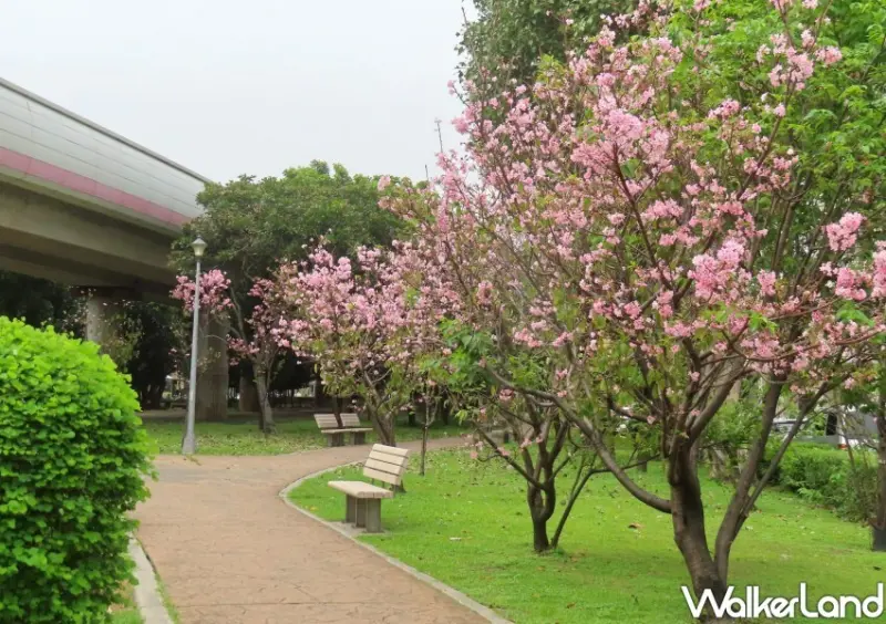 北投櫻花步道/ WalkerLand窩客島整理提供 未經許可不可轉載。