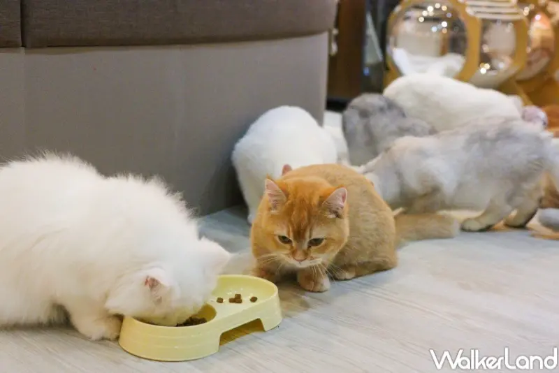 擼LALA Sweets南西店  / WalkerLand窩客島整理提供 未經許可，不得轉載