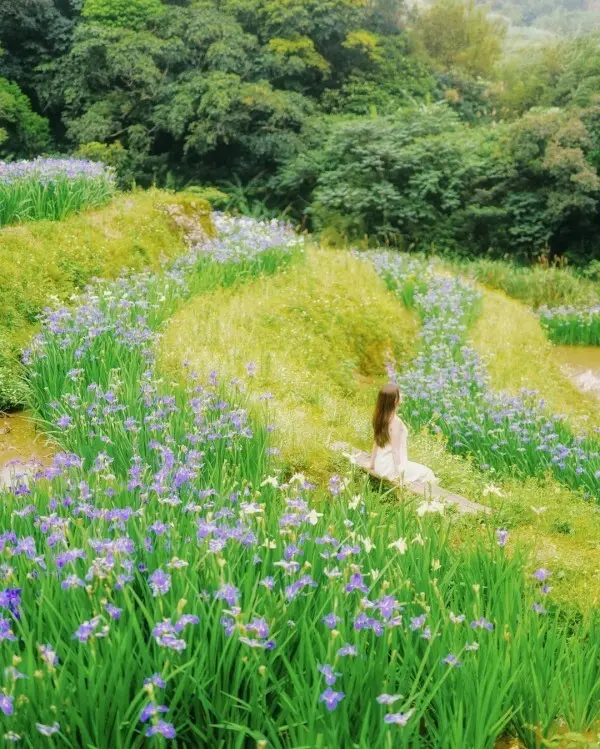 隱藏版雙北賞花點：百年梯田-石門嵩山 / WalkerLand窩客島整理提供 未經許可不可轉載
