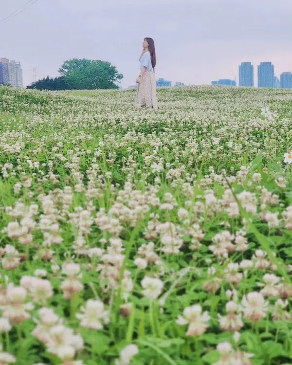  隱藏版雙北賞花點：永和綠寶石河濱公園/ WalkerLand窩客島整理提供 未經許可不可轉載