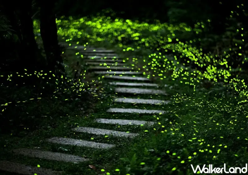 新北賞螢景點推薦/ WalkerLand窩客島整理提供 未經許可不可轉載。