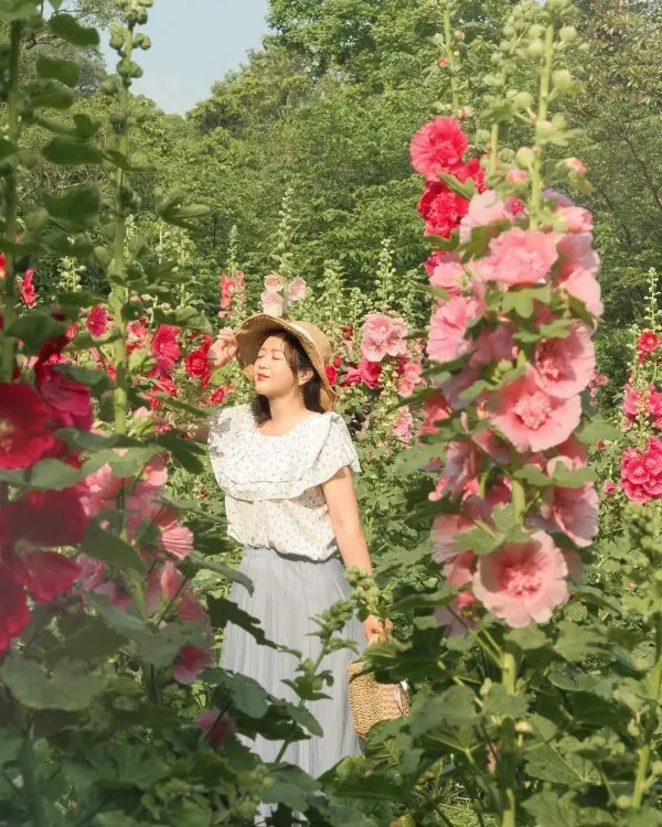 隱藏版雙北賞花點：陽明山湖山綠地 / WalkerLand窩客島整理提供 未經許可不可轉載