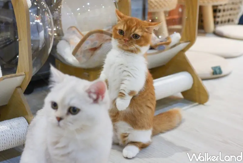 擼LALA Sweets南西店  / WalkerLand窩客島整理提供 未經許可，不得轉載