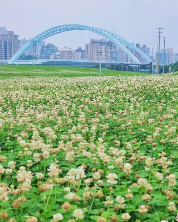  隱藏版雙北賞花點：永和綠寶石河濱公園/ WalkerLand窩客島整理提供 未經許可不可轉載