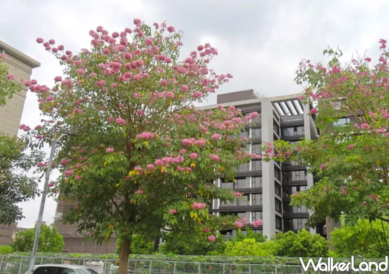 北投賞花/ WalkerLand窩客島整理提供 未經許可不可轉載。