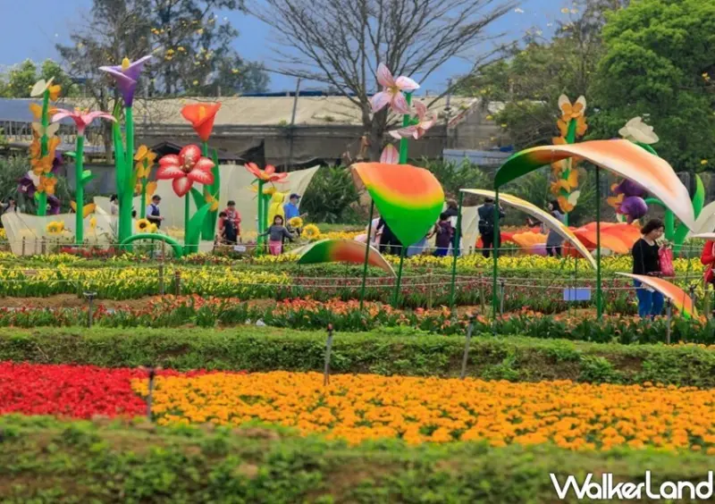 2024桃園彩色海芋/ WalkerLand窩客島整理提供 未經許可不可轉載。