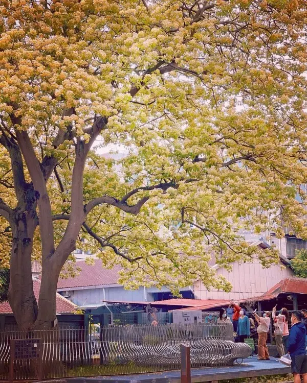 隱藏版雙北賞花點：台電加羅林魚木 / WalkerLand窩客島整理提供 未經許可不可轉載