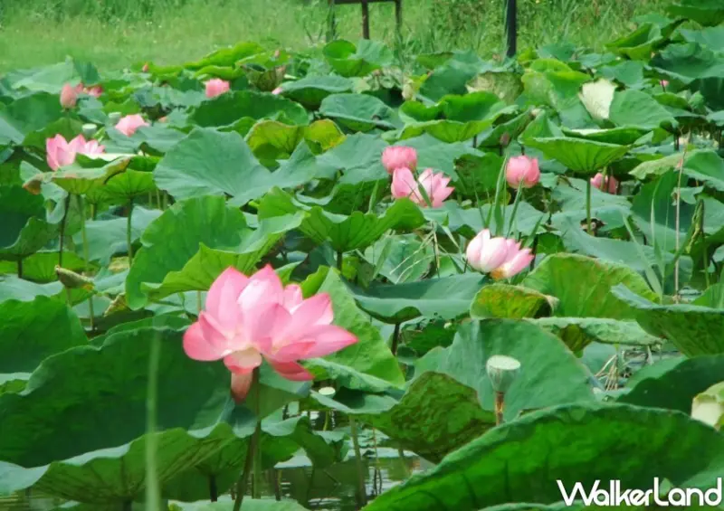 板橋賞花景點/ WalkerLand窩客島整理提供 未經許可不可轉載。