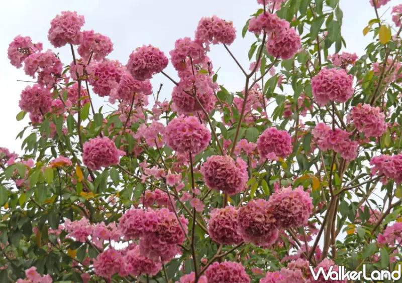 北投賞花/ WalkerLand窩客島整理提供 未經許可不可轉載。
