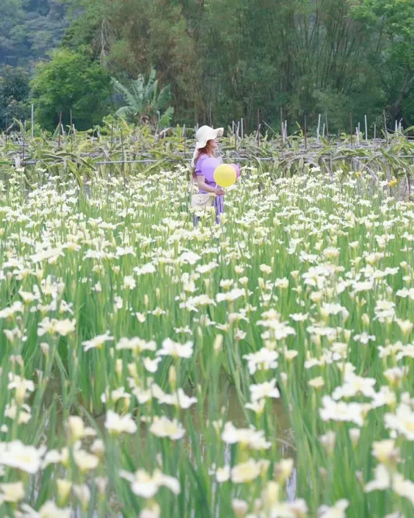隱藏版雙北賞花點：林口紫鳶農場 / WalkerLand窩客島整理提供 未經許可不可轉載