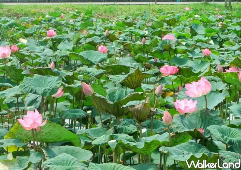 板橋賞荷景點/ WalkerLand窩客島整理提供 未經許可不可轉載。