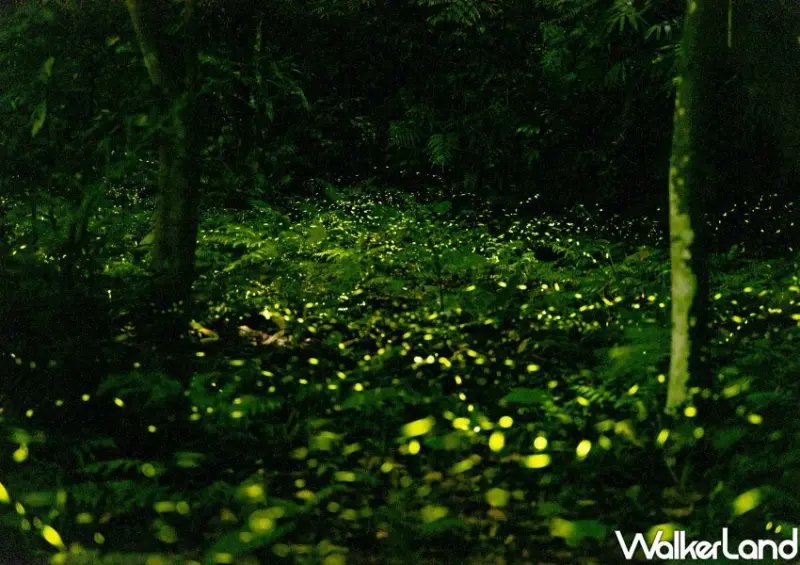 新北賞螢景點推薦/ WalkerLand窩客島整理提供 未經許可不可轉載。
