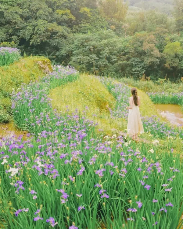隱藏版雙北賞花點：百年梯田-石門嵩山 / WalkerLand窩客島整理提供 未經許可不可轉載