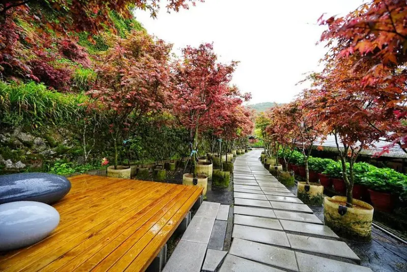 隱藏版雙北賞花點：大梯田花卉生態農園 / WalkerLand窩客島整理提供 未經許可不可轉載