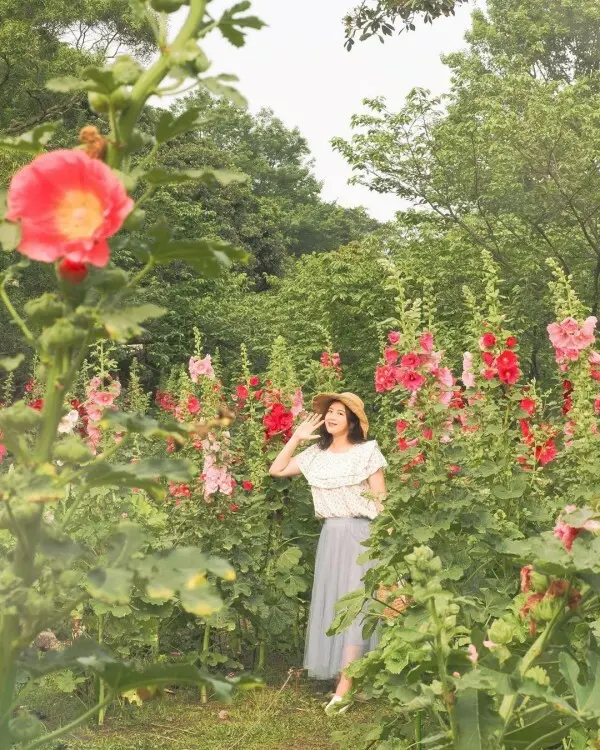 隱藏版雙北賞花點：陽明山湖山綠地 / WalkerLand窩客島整理提供 未經許可不可轉載
