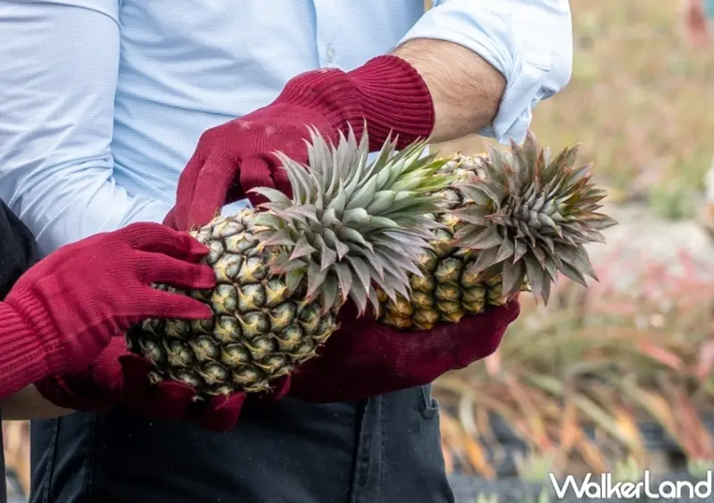達美樂 金鑽夏威夷披薩  / WalkerLand窩客島整理提供 未經許可，不得轉載