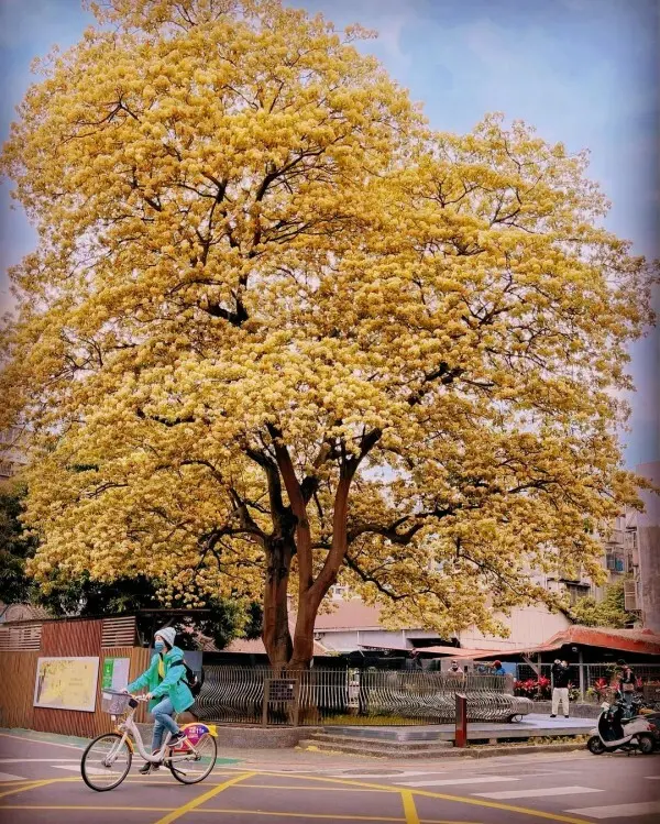  隱藏版雙北賞花點：台電加羅林魚木/ WalkerLand窩客島整理提供 未經許可不可轉載