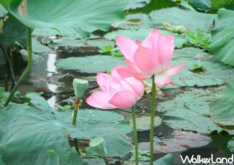 新海二、三期人工濕地荷花季/ WalkerLand窩客島整理提供 未經許可不可轉載。