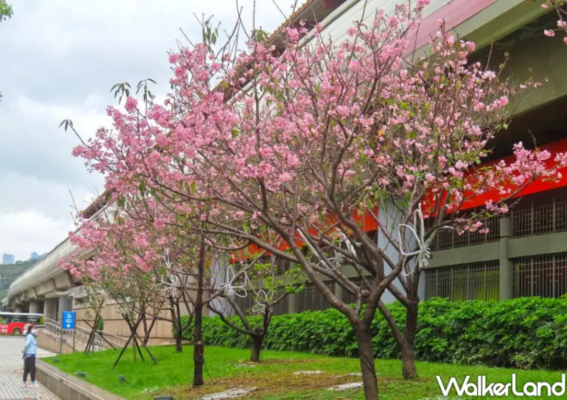 北投櫻花步道/ WalkerLand窩客島整理提供 未經許可不可轉載。