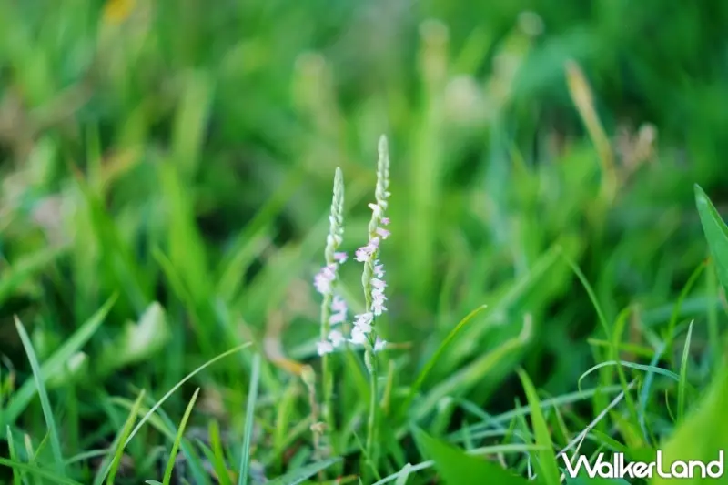 高美燈塔園區 限定住房專案