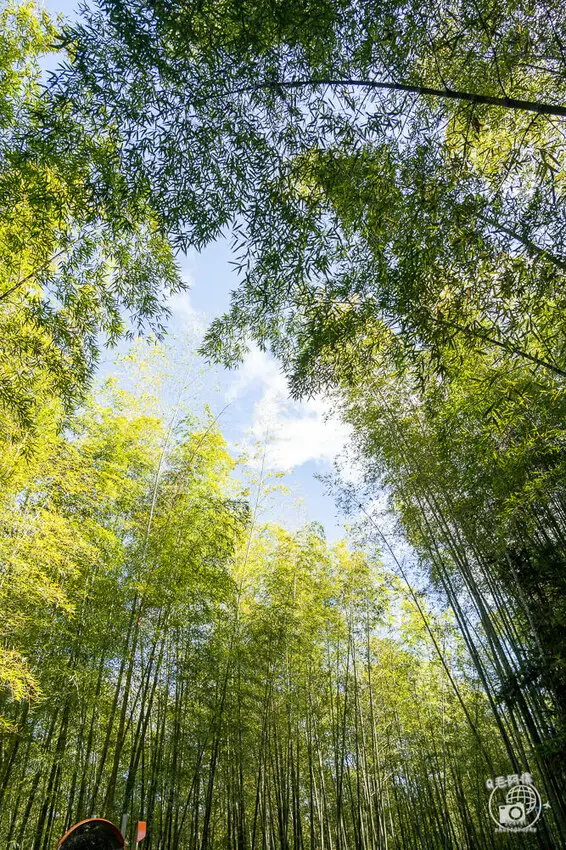  網美必拍嘉義綠色竹林隧道 #瑞里綠色隧道/ WalkerLand窩客島整理提供 未經許可不可轉載