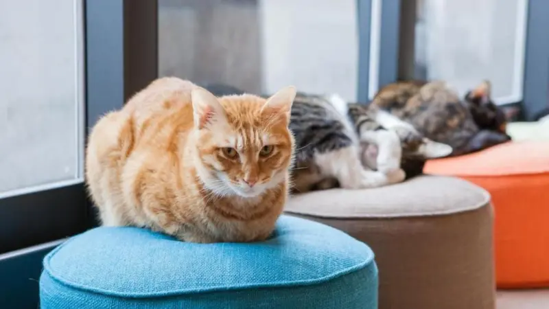 宜蘭縣礁溪鄉 【TOP5 宜蘭寵物友善飯店推薦】帶寵物出遊的最佳住宿選擇！免收清潔費，可包棟