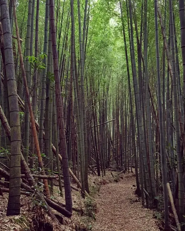 雲林必拍打卡景點推薦：木馬古道/ WalkerLand窩客島整理提供 未經許可不可轉載