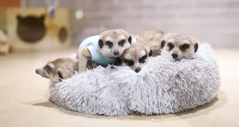 來吸狐獴！台北狐獴咖啡廳「75度獴」預約方式、菜單一次看，新開幕敦南店空間更大。