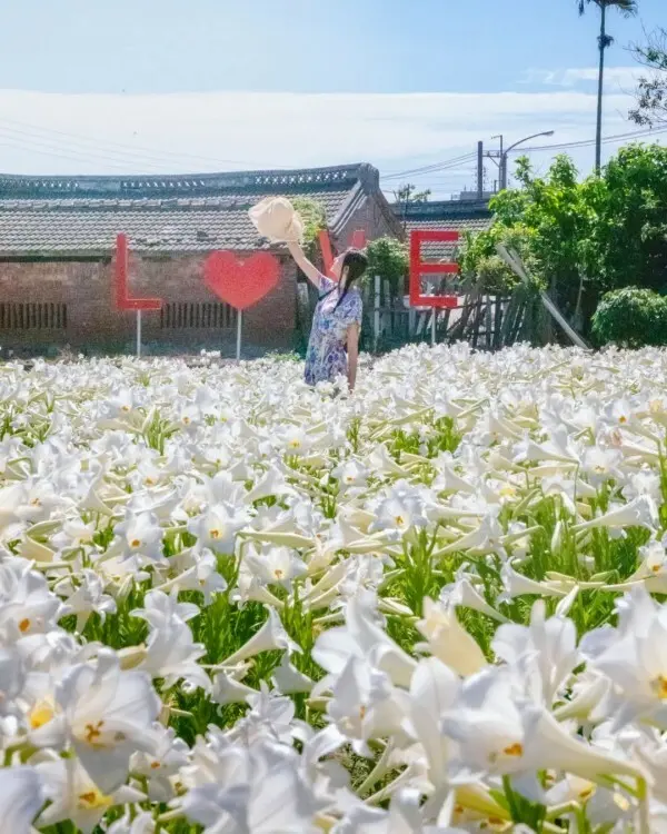 雲林必拍打卡景點推薦：四湖長春園藝孤挺花園 / WalkerLand窩客島整理提供 未經許可不可轉載