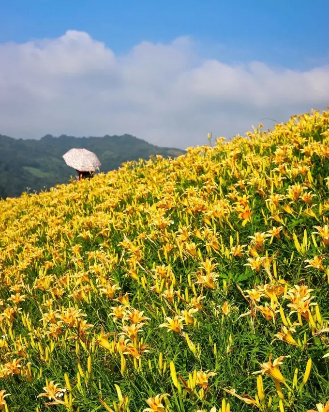  苗栗大湖打卡景點推薦：社寮角堤防/ WalkerLand窩客島整理提供 未經許可不可轉載