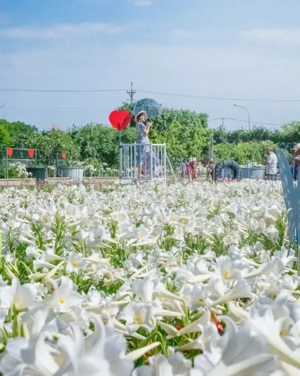  雲林必拍打卡景點推薦：四湖長春園藝孤挺花園/ WalkerLand窩客島整理提供 未經許可不可轉載