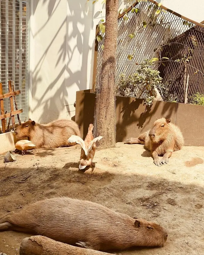  台南特色打卡點：MOGU KABI 豆塔專賣店/ WalkerLand窩客島整理提供 未經許可不可轉載