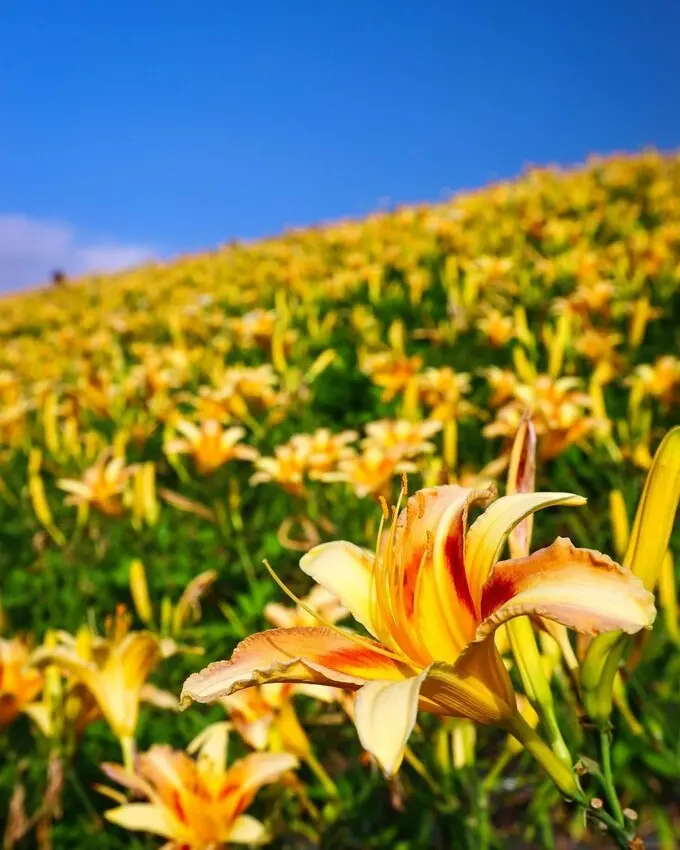  苗栗大湖打卡景點推薦：社寮角堤防/ WalkerLand窩客島整理提供 未經許可不可轉載