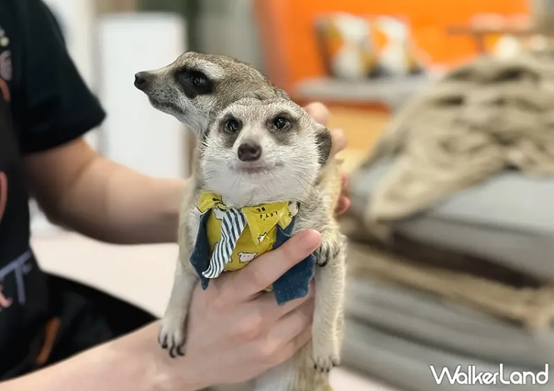 台北狐獴咖啡廳「75度獴」預約方式、菜單一次看/ WalkerLand窩客島整理提供 未經許可不可轉載。