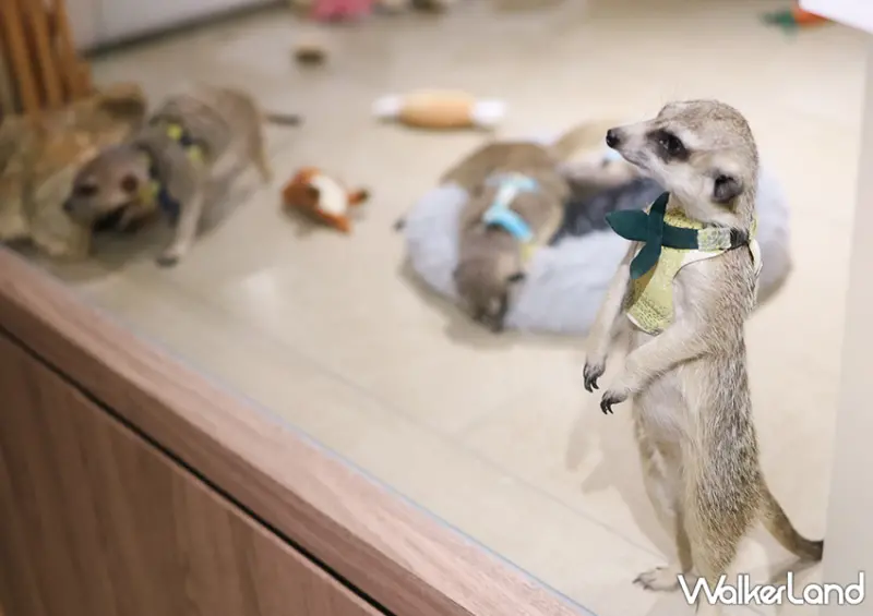 台北狐獴咖啡廳「75度獴」預約方式、菜單一次看/ WalkerLand窩客島整理提供 未經許可不可轉載。