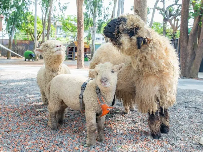  咩咩上樹萌寵樂園/ WalkerLand窩客島整理提供 未經許可不可轉載