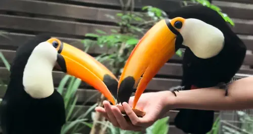 不只是貓咪咖啡廳！大嘴鳥、狐獴餵食體驗超療癒，動物咖啡廳「肉球森林」假日趕緊預約一波。