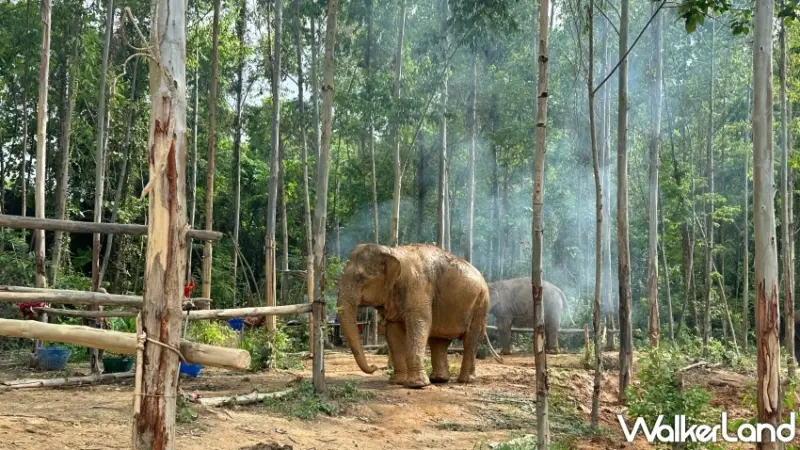 普吉島大象體驗營自由行