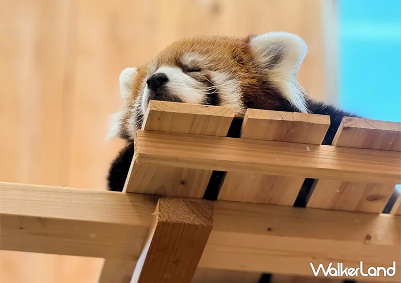 呆萌小熊貓！日本名古屋咖啡廳「小熊貓尾巴熱狗」排隊半小時也要吃/ WalkerLand窩客島整理提供 未經許可不可轉載。