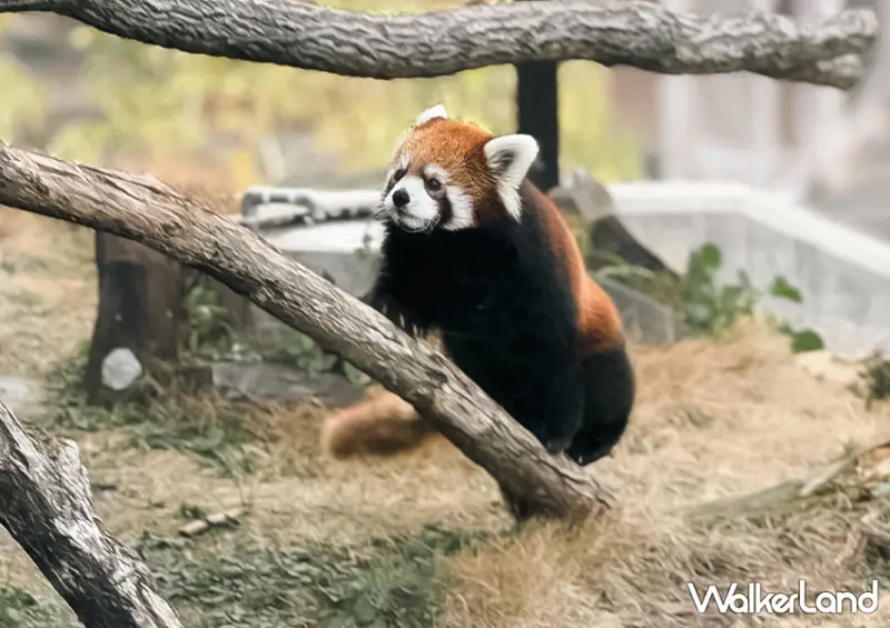 呆萌小熊貓！日本名古屋咖啡廳「小熊貓尾巴熱狗」排隊半小時也要吃/ WalkerLand窩客島整理提供 未經許可不可轉載。
