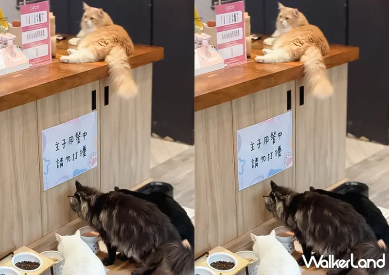 不只是貓咪咖啡廳！台北動物咖啡廳「肉球森林」​​​​​​​大嘴鳥、狐獴都有/ WalkerLand窩客島整理提供 未經許可不可轉載。