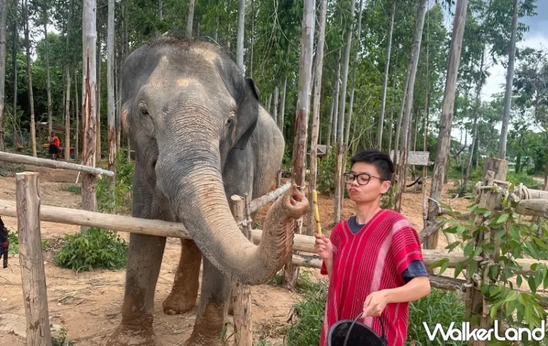 普吉島大象體驗營自由行
