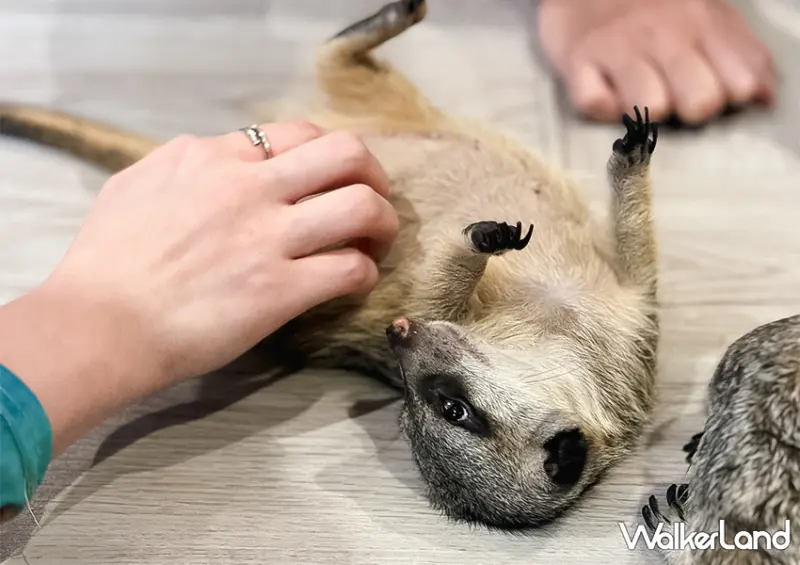 不只是貓咪咖啡廳！台北動物咖啡廳「肉球森林」​​​​​​​大嘴鳥、狐獴都有/ WalkerLand窩客島整理提供 未經許可不可轉載。