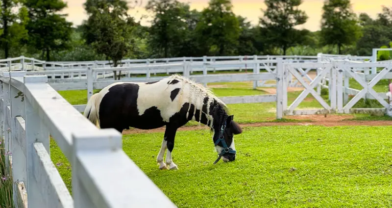 來白沙灣要筆記！新北迷你馬餐廳「牛仔莊園」情侶約會、親子遊玩都適合，超過千坪草皮看夕陽超Chill。