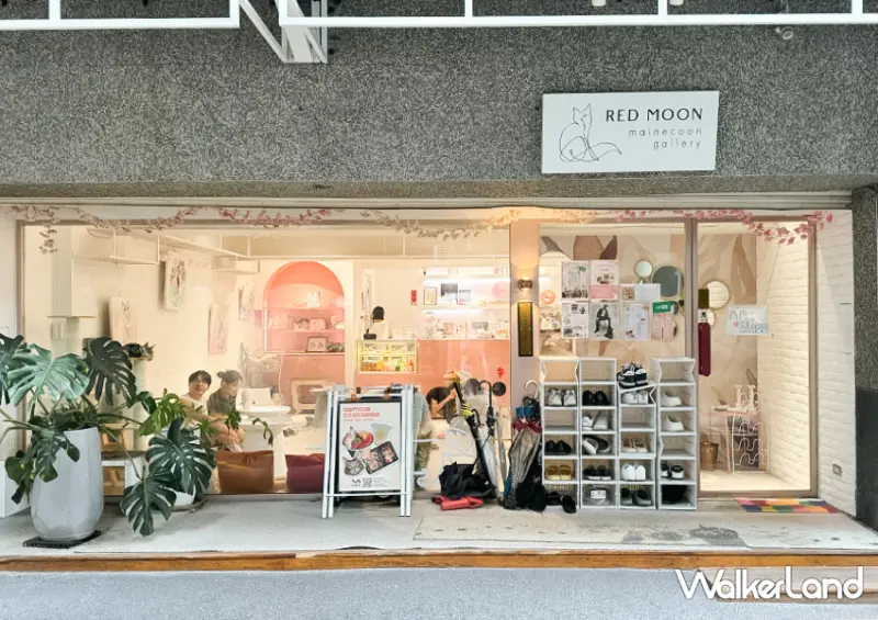 中山站貓咪咖啡廳推薦「紅玥緬因貓藝廊」要筆記/ WalkerLand窩客島整理提供 未經許可不可轉載。
