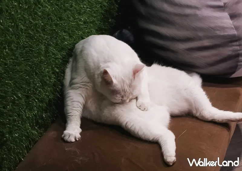 不只是貓咪咖啡廳！台北動物咖啡廳「肉球森林」​​​​​​​大嘴鳥、狐獴都有/ WalkerLand窩客島整理提供 未經許可不可轉載。