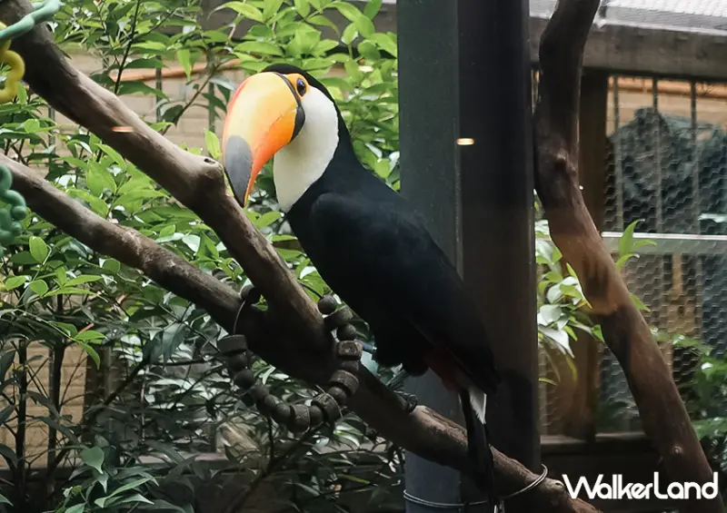 不只是貓咪咖啡廳！台北動物咖啡廳「肉球森林」​​​​​​​大嘴鳥、狐獴都有/ WalkerLand窩客島整理提供 未經許可不可轉載。